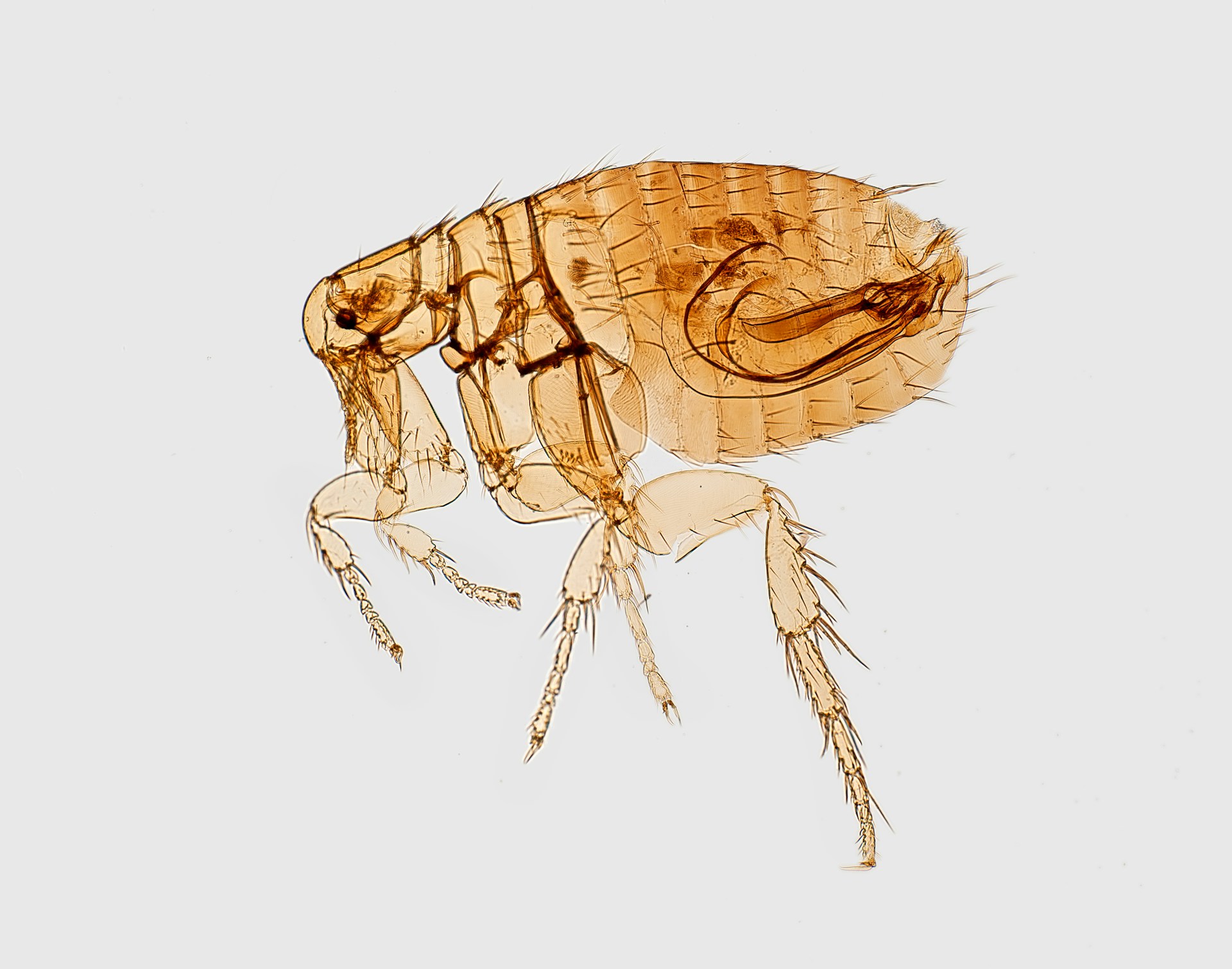 XenXenopsylla cheopis,opsylla cheopis,